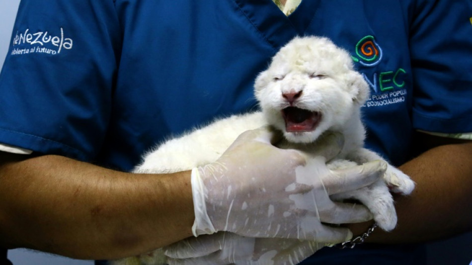 Le&otilde;es brancos nascem em zool&oacute;gico venezuelano, uma esperan&ccedil;a para esta subesp&eacute;cie rara