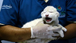 Le&otilde;es brancos nascem em zool&oacute;gico venezuelano, uma esperan&ccedil;a para esta subesp&eacute;cie rara