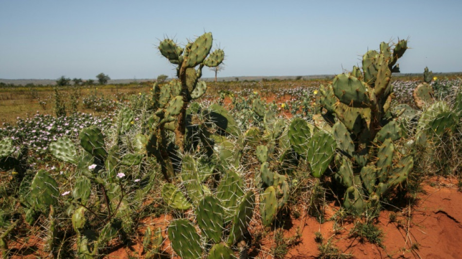 Incluso los cactus temen el calentamiento global