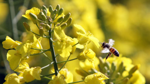 Il ritiro dei ghiacciai influenza la diffusione delle malattie tra le api