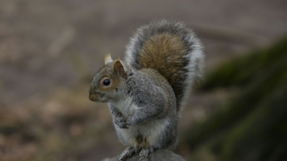 Eichh&ouml;rnchen l&ouml;st Stromschlag aus - Bahnstrecke in Hannover gesperrt
