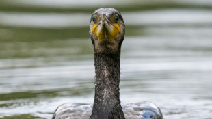 Fish-eating cormorant lands in EU's crosshairs 