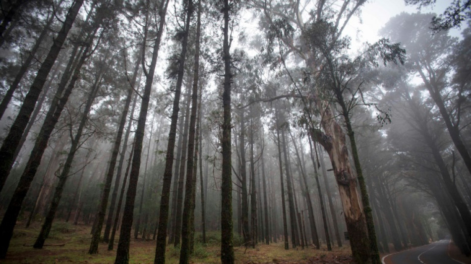 Revisionsprozess um in Wald misshandelten und get&ouml;teten Mann in Bonn begonnen