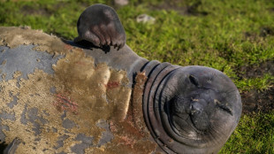 La grippe aviaire a d&eacute;cim&eacute; les &eacute;l&eacute;phants de mer, montre une &eacute;tude