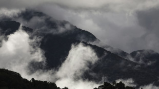 Studie: Australiens Regenwälder funktionieren nicht mehr als CO2-Speicher