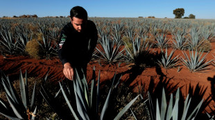 El furor tequilero pone contra la pared a productores de agave mexicanos