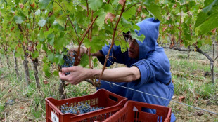 Dans le Ventoux, des vendanges en soutane pour un vin &eacute;quitable
