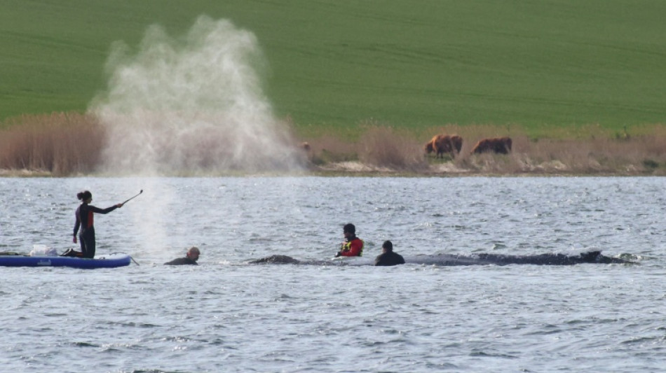 Allemagne: nouvelle op&eacute;ration de sauvetage en cours pour une baleine &eacute;chou&eacute;e depuis des semaines