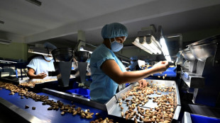 Castanha-do-par&aacute;: mais uma v&iacute;tima do desmatamento na Bol&iacute;via
