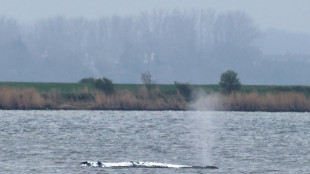 Wal vor Insel Poel: Helferinitiative kann neues Rettungskonzept angehen 