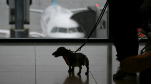 Justiça europeia estima que cachorros têm mesmo valor que bagagem comum em voos