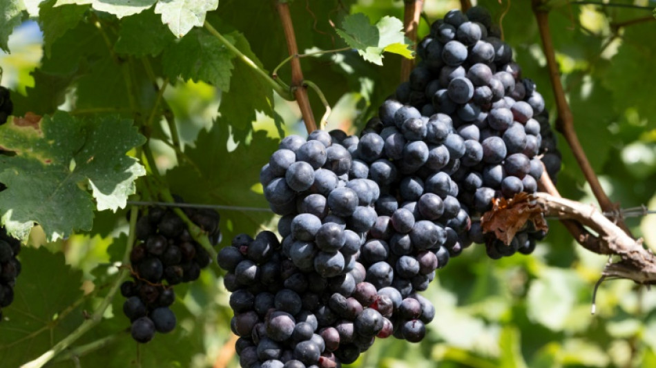 32-J&auml;hriger stirbt in Rheinland-Pfalz bei Unfall mit Weinbergsraupe