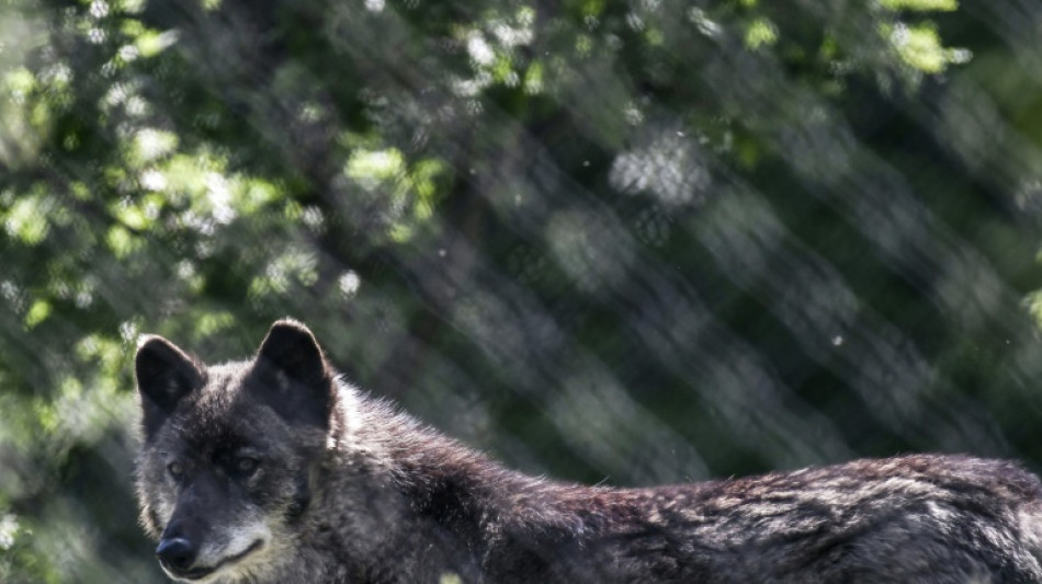 Gr&egrave;ce: une attaque relance les appels pour un contr&ocirc;le du nombre de loups