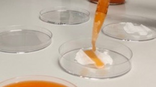 Dal giallo al rosso, i colori prodotti dai batteri sono 'economici e sostenibili'
