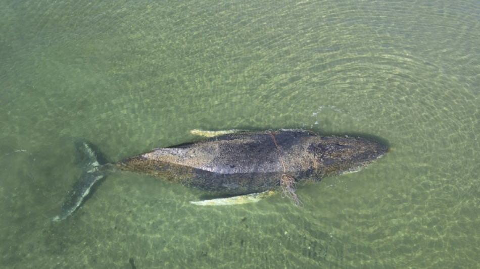 Drama um Wal in der Ostsee: Tier in Wismarer Bucht erneut gestrandet