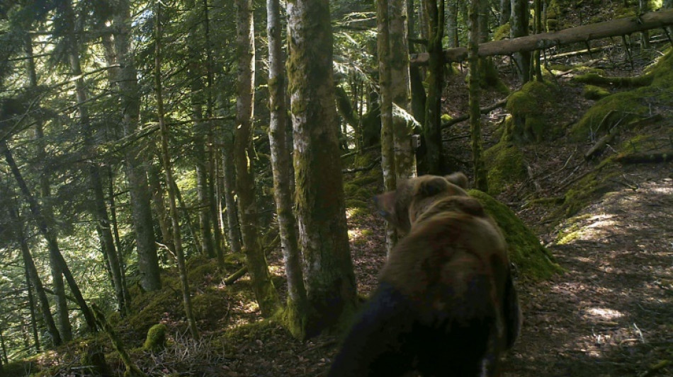 Le gouvernement rend possible l'effarouchement de l'ours dans les Pyr&eacute;n&eacute;es