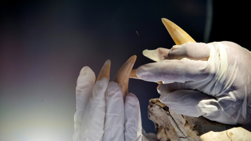 Mann will mit Tigerzahn an Halskette an Frankfurter Flughafen einreisen