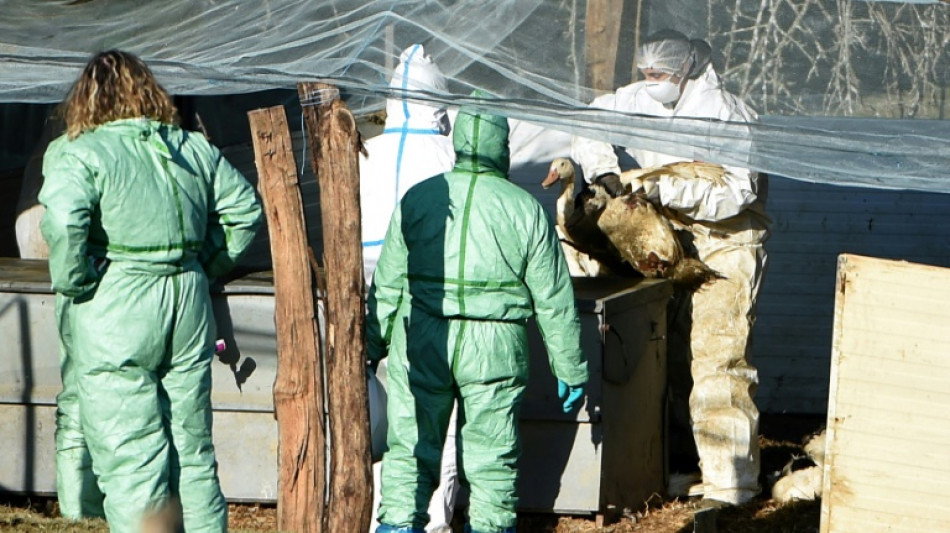 Grippe aviaire: d&eacute;j&agrave; dix millions de volailles abattues en France
