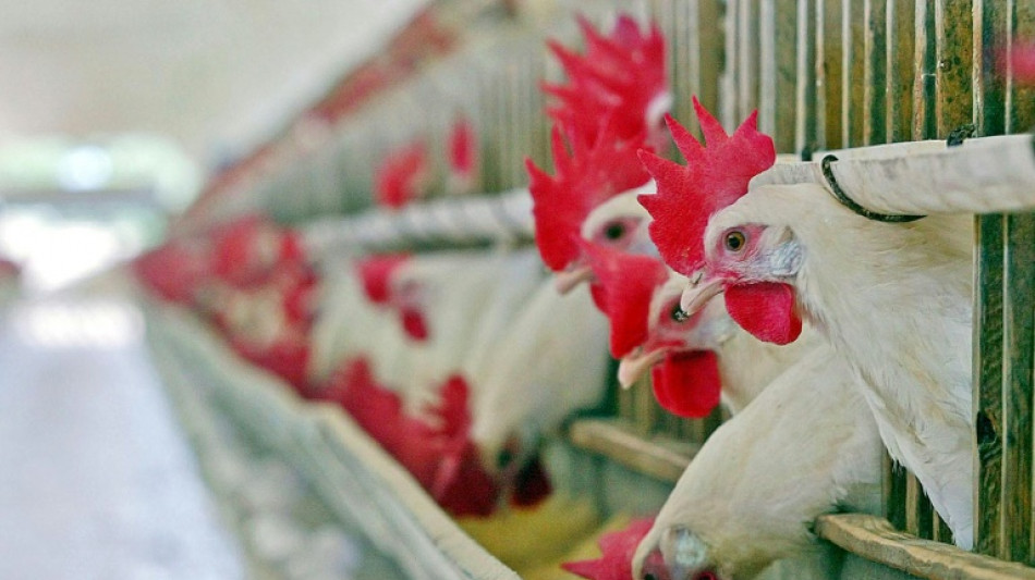 "Urgence zoosanitaire" au Br&eacute;sil pour cause de grippe aviaire