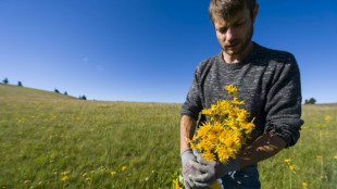 La cueillette de l'arnica limit&eacute;e &agrave; 600 kilos dans les Vosges &agrave; cause de la s&eacute;cheresse