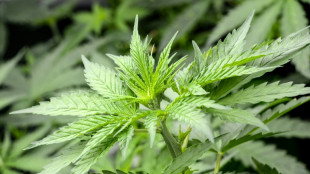 Holetschek übt scharfe Kritik an Plänen für Cannabis-Modellregionen