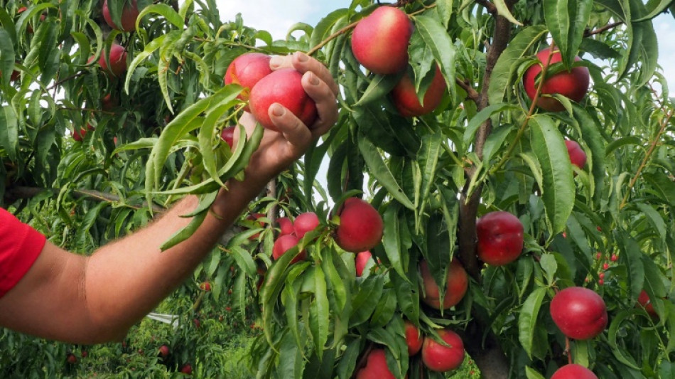 La justice fran&ccedil;aise condamne l'emploi de saisonniers agricoles dans des conditions indignes
