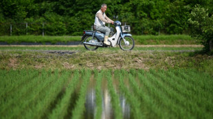 Face à la flambée des prix du riz, les agriculteurs japonais sonnent l'alarme