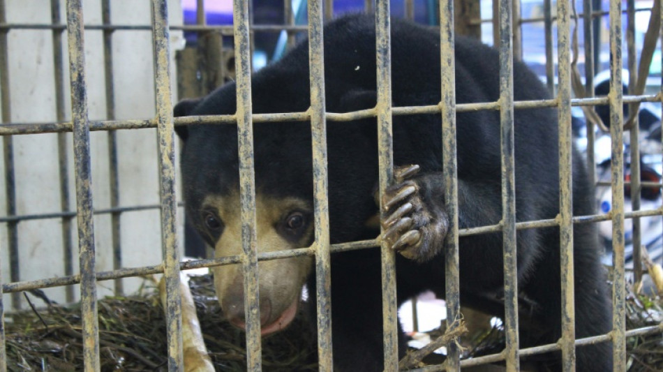 Ours ou humain d&eacute;guis&eacute;? Un zoo chinois forc&eacute; de d&eacute;mentir 