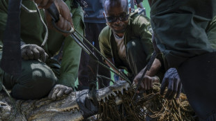 En Kenia, capturan y desplazan a cocodrilos que amenazan a poblaciones ribere&ntilde;as