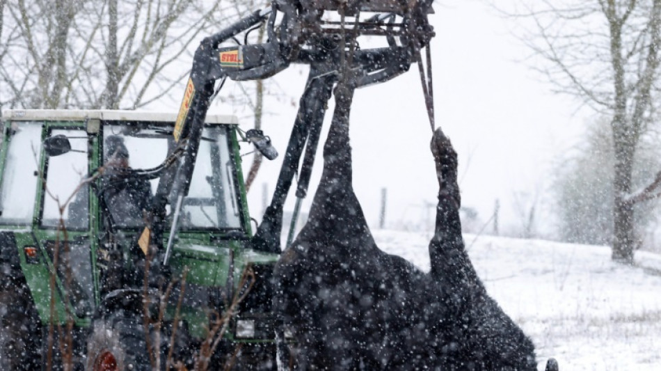 MKS: Gro&szlig;britannien reagiert mit Importverbot auf Tierseuchenfall in Brandenburg