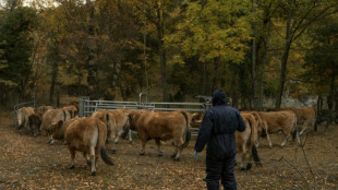 Dermatose bovine: pas de vaccination g&eacute;n&eacute;rale &agrave; ce stade, mais des "r&eacute;flexions"
