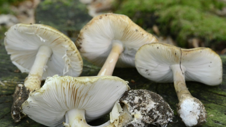 Mediziner beobachten vermehrt F&auml;lle von lebensbedrohlicher Pilzvergiftung