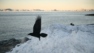 La patrulla de trineos Sirius de Groenlandia, un equipo de &eacute;lite en los inh&oacute;spitos parajes del &Aacute;rtico