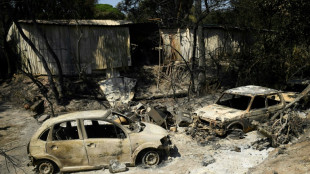 Un an apr&egrave;s un m&eacute;ga feu, la r&eacute;silience de la for&ecirc;t m&eacute;diterann&eacute;enne mise &agrave; l'&eacute;preuve