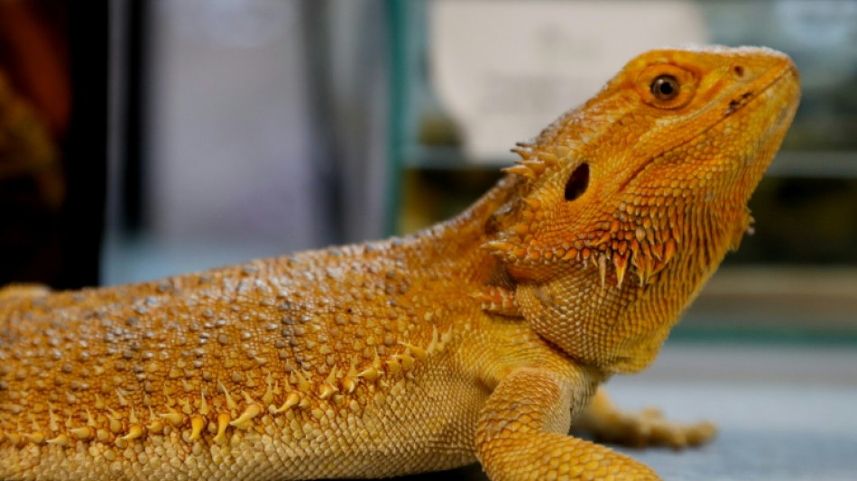 Sydney man jailed for mailing reptiles in popcorn bags