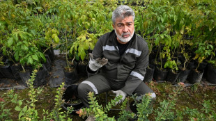 Plantar &aacute;rvores, pena in&eacute;dita para criminosos de guerra na Col&ocirc;mbia