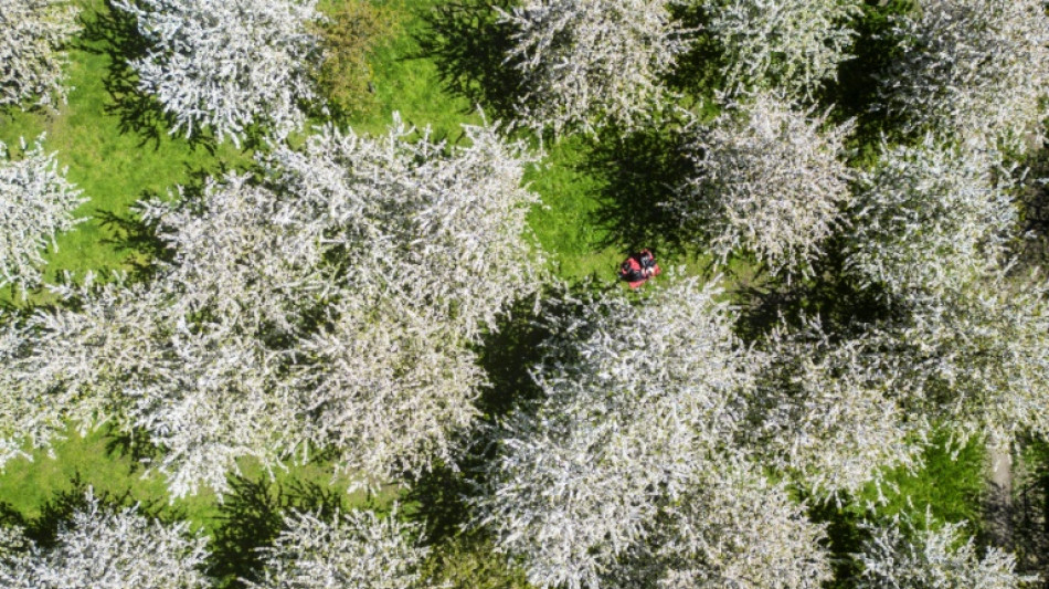Urteil: Baumschutz rechtfertigt kein eigenm&auml;chtiges Betreten von Grundst&uuml;ck