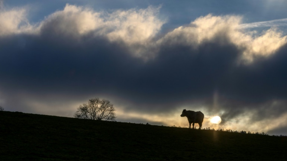 En Savoie, des milliers de vaches coinc&eacute;es en alpage pour cause d'&eacute;pizootie