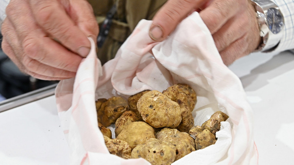 Tartufi, il Piemonte ne progetta la tutela per il futuro