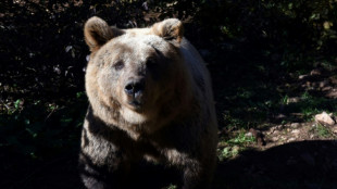 Un ours brun ukrainien maltrait&eacute; trouve refuge aux Pays-Bas