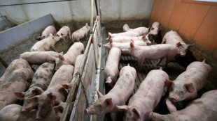 Rund 600 Schweine auf Bauernhof in Niedersachsen mutma&szlig;lich verhungert