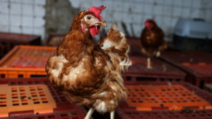 Une deuxi&egrave;me vie paisible pour les poules pondeuses sauv&eacute;es de l'abattoir