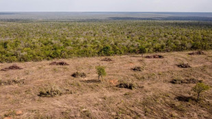 ONG brit&acirc;nica acusa H&M e Zara de v&iacute;nculos com desmatamento no Brasil