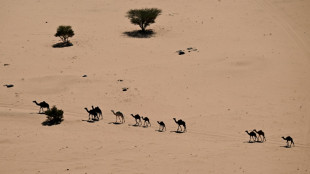 Arabia Saudita entregar&aacute; pasaportes a camellos para gestionar mejor las manadas