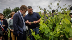 Crise du vignoble bordelais : lancement du plan d'arrachage face &agrave; des viticulteurs en "d&eacute;tresse"