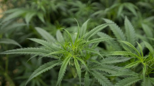 Incautan en España 20 toneladas de hachís en camiones de pimientos