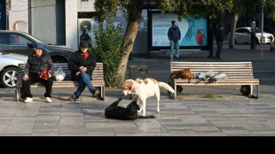 En G&eacute;orgie, les chiens errants entre adoration et danger sanitaire