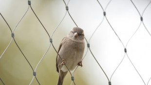 Z&auml;hlung von Natursch&uuml;tzern: Weniger Spatzen in deutschen G&auml;rten