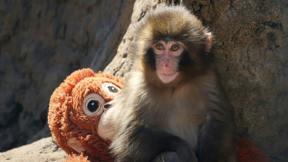 Au Japon, un b&eacute;b&eacute; singe abandonn&eacute; fait craquer les internautes