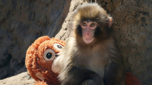 Au Japon, un b&eacute;b&eacute; singe abandonn&eacute; fait craquer les internautes